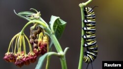Une chenille monarque à Miami Beach, en Floride, le 19 mars 2016. 