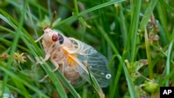 ແມງຈັກຈັ່ນ ຈຳນວນຫຼາຍພັນຕື້ ກຳລັງຈະພົ້ນຂຶ້ນມາຈາກໃຕ້ດິນ ຢູ່ໃນຫຼາຍເຂດຂອງສະຫະລັດ.