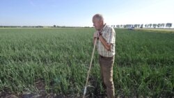 Farmer Winfried Rothermel in his onion field in western Germany last month
