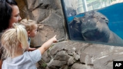 In this Tuesday, June 26, 2018, photo, Fiona, a baby Nile Hippopotamus sleeps as visitors stop by her enclosure at the Cincinnati Zoo & Botanical Garden in Cincinnati.
