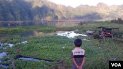 Kondisi Danau Batur yang mengalami pendangkalan dan dipenuhi eceng gondok. (VOA/Muliarta)