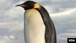 Seekor penguin besar Antartika dari jenis Emperor yang juga dijuluki 'Happy Feet'.