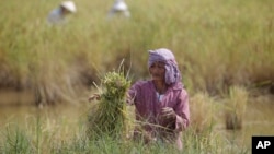 A Cambodian farmer ties a bundle of rice during the rice harvesting season in Trapaing Mean village on the outskirts of Phnom Penh.