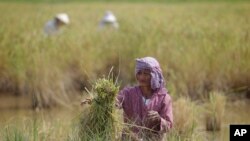 រូបឯកសារ៖ លោកយាយកសិករ​ម្នាក់​កំពុង​ច្រូត​ស្រូវ​នៅ​រដូវ​ប្រមូល​ទិន្នផលស្រូវ នៅ​ភូមិត្រពាំងមាន នៅ​ជាយ​ក្រុង​ភ្នំពេញ កាលពី​ថ្ងៃសុក្រ ទី១៨ ខែវិច្ឆិកា ឆ្នាំ២០១៦។ (AP Photo/Heng Sinith)