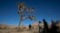 People visit Joshua Tree National Park in Southern California's Mojave Desert, Thursday, Jan. 10, 2019. (AP Photo/Jae C. Hong)