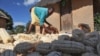 FILE - A woman gathers maize she harvested on the outskirts of Harare, Zimbabwe, Oct. 16, 2012. The UN Food and Agriculture Organization says chronic hunger remains highest in sub-Saharan Africa, where one in four people are malnourished. 