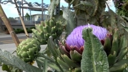 Farming Takes Hold in Undeveloped Areas of Los Angeles