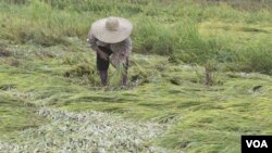 Petani di sawah di San Marino, Filipina. Tahun ini, Indonesia berencana akan kembali mengimpor beras sebesar 1,75 juta ton