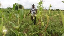 L'invasion des criquets déclarée "urgence nationale" en Somalie