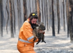 Adelaide wildlife rescuer Simon Adamczyk is seen with a koala rescued at a burning forest near Cape Borda on Kangaroo Island, southwest of Adelaide, Australia. (Credit: AAP Image/David Mariuz)