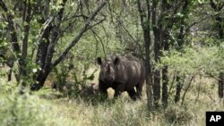 FILE - A rhino is seen walking in its natural environment in the Bubi area, about 500 kilometers south of Harare, Zimbabwe, Dec. 20, 2010.
