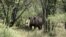 FILE - A rhino is seen walking in its natural environment in the Bubi area, about 500 kilometers south of Harare, Zimbabwe, Dec. 20, 2010.