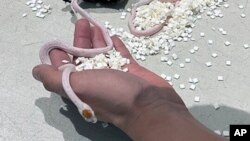 ภาพจากหน่วยงานความปลอดภัยด้านการคมนาคมขนส่งสหรัฐฯ ที่ระบุว่าเจ้าหน้าที่สามารถตรวจพบงูในกางเกงผู้โดยสารรายหนึ่งที่จุดตรวจ