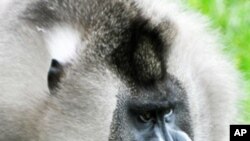 Endangered primate Mandrillus leocophaeus. 