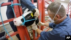 FILE - Blood is taken from a calf vaccinated against bird flu at a National Animal Disease Center facility in Ames, Iowa, July 31, 2024. It was reported Oct. 3, 2024, that California is looking at a possible case of bird flu in a dairy worker. (USDA)