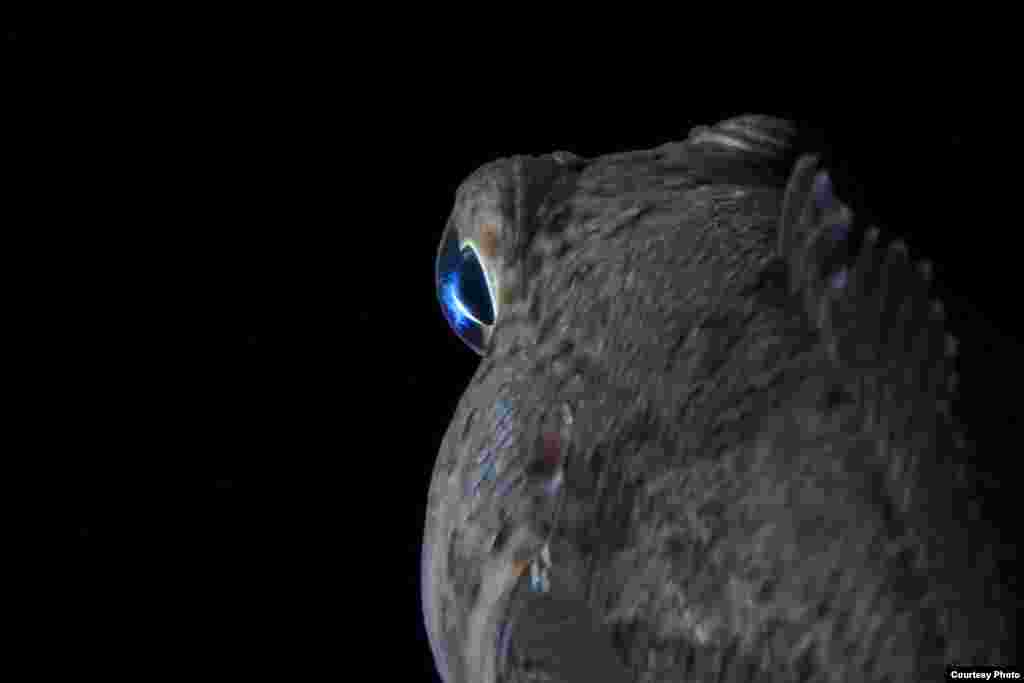 Close up of fish below the Ross Sea. (John B. Weller, Courtesy of The Pew Charitable Trusts)