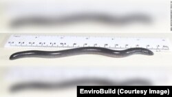 dermophis donaldtrumpi