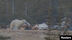 Bears forage for garbage near a small community on the coast of Hudson Bay, Canada, in this screengrab from a video taken in 2021. Bears often end up eating non-inedible material like plastics which can cause blockages. (Polar Bears International/Handout via REUTERS)