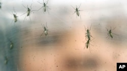 FILE - A researcher holds a container of female Aedes aegypti mosquitoes at the Biomedical Sciences Institute at Sao Paulo University in Brazil. 