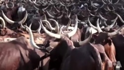 Daruruwan Shanun Sata Da Jami'an Soja Sukayi Nasarar Kwatowa