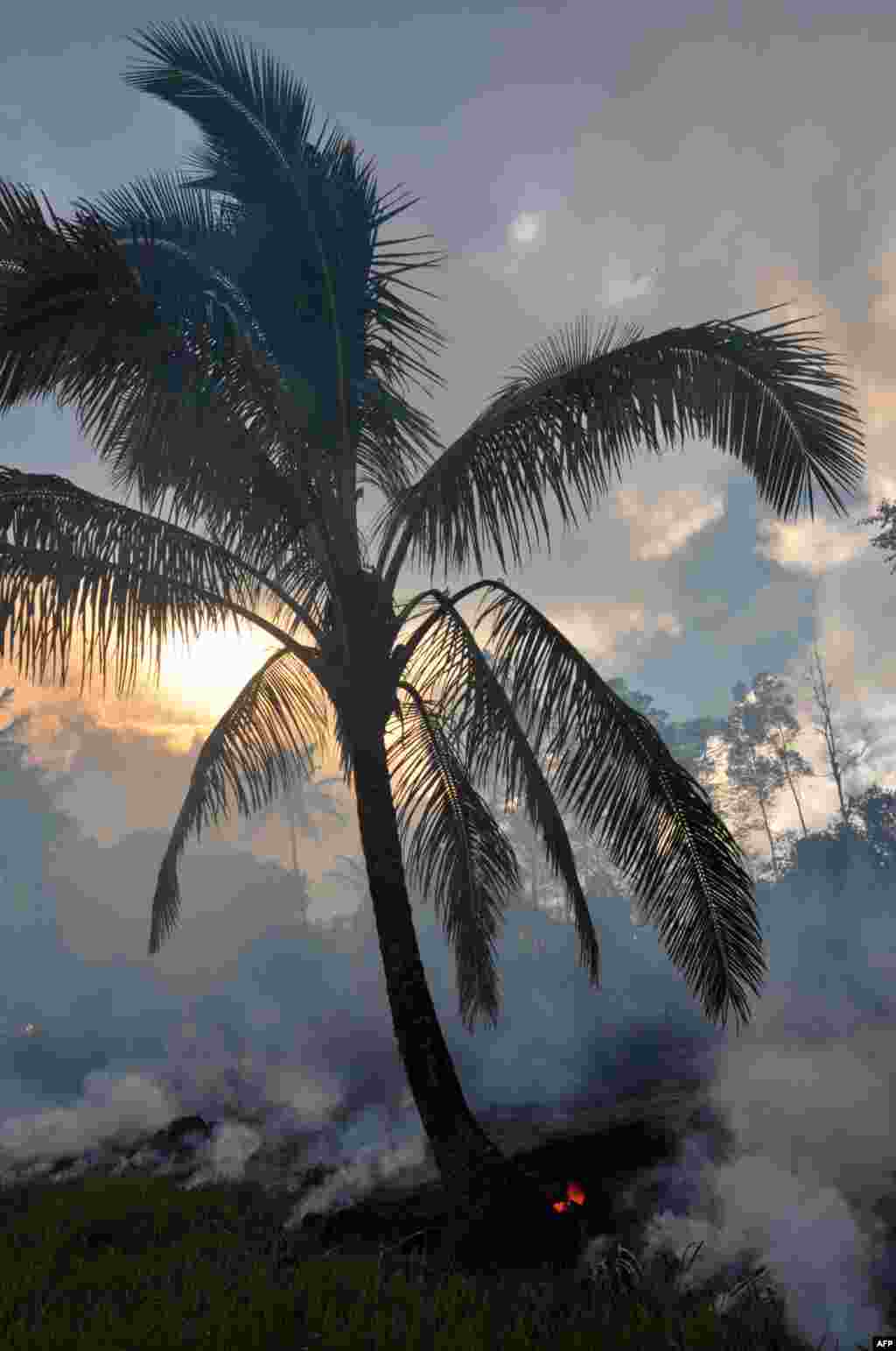This image provided by the U.S. Geological Survey shows a palm tree surrounded by lava from the Kilauea volcano as it advances across a grassy pasture below the Pahoa cemetery in Hawaii, Oct. 26, 2014. 