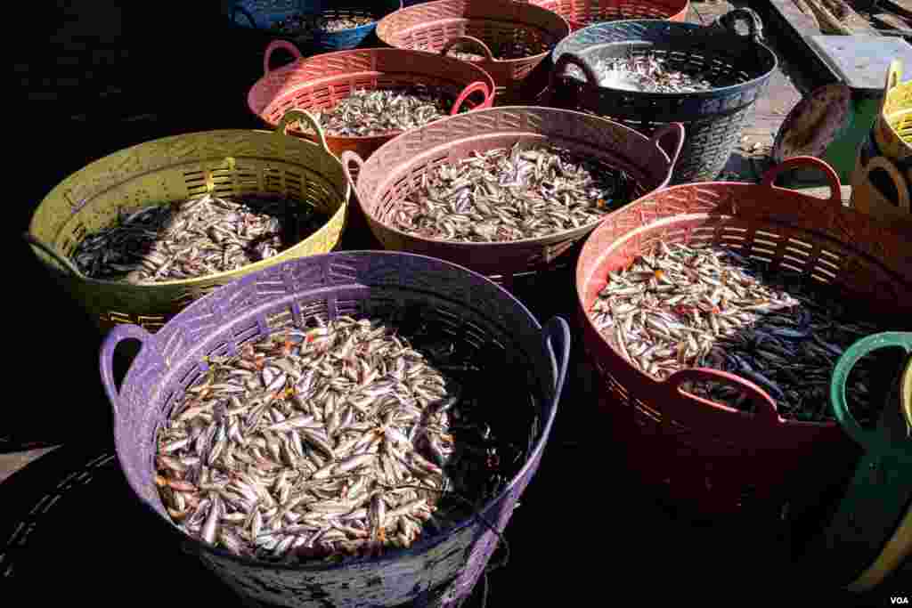  កូន​ត្រីជាច្រើន​តោន​ត្រូវ​ចាប់​បាន​នៅ​ដាយត្រី​មួយ​តាម​ដងទន្លេ​សាបអំឡុង​ដើម​រដូវ​ប្រហុក​ ផ្អក​នៃ នៅ​ឃុំ​កំពង់លួង ស្រុក​ពញ្ញាឮ ខេត្ត​កណ្តាល​ កាលពី​ថ្ងៃសៅរ៍​ ទី​០៧ ខែធ្នូ ឆ្នាំ២០១៩។(ទុំ ម្លិះ/VOA)