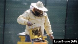 Urban Beehives, Milan
