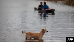 Un chien se tient sur une route inondée alors qu'un canoë glisse après l'ouragan Iota à Bilwi, Puerto Cabezas, Nicaragua, le 18 novembre 2020.
