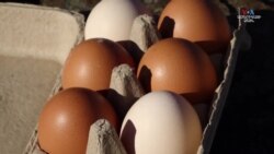 Թռչնագրիպի պատճառով ձվի թանկացումները մտահոգություն են առաջացնում ԱՄՆ մանրածախ վաճառողների և սպառողների շրջանում