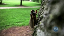 Як цикади надихають музикантів у США? Відео