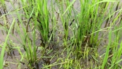 បទសម្ភាសន៍ VOA៖ វិធី​កម្ចាត់​ដង្ហូវ​ហ្វូង ​ឬដង្កូវ​ទ័ព​ដែល​បំផ្លាញ​ដំណាំ