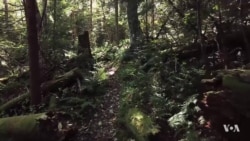 Experts Turn Old Coal Mines into Carbon-Sucking Forests