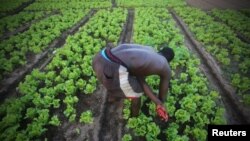 A man works at his lettuce garden in Cocody, Abidjan, Ivory Coast, May 26, 2015. 