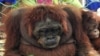 Experts: Forest Fires Could Kill Off Indonesian Orangutans This Year 
