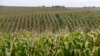 Chinese Man Pleads Guilty to Seed Corn Theft Conspiracy in Iowa