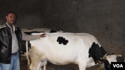 አቶ ሰለሞን ገሰሰ የፈረንጅና የአበሻ የወተት ላሞችን በማዳቀል እስከ 36 ሌትር ወተት ማለብ ችለዋል