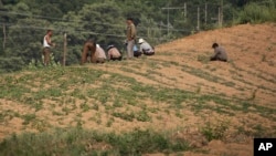 지난 6월 북한 평양의 고속도로변 농장에서 농부들이 밭에 씨를 심고 있다.