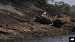 Cats rest in the sun on Furtada Island, popularly known as “Island of the Cats,” in Mangaratiba, Brazil, Tuesday, Oct. 13, 2020. (AP Photo/Silvia Izquierdo)