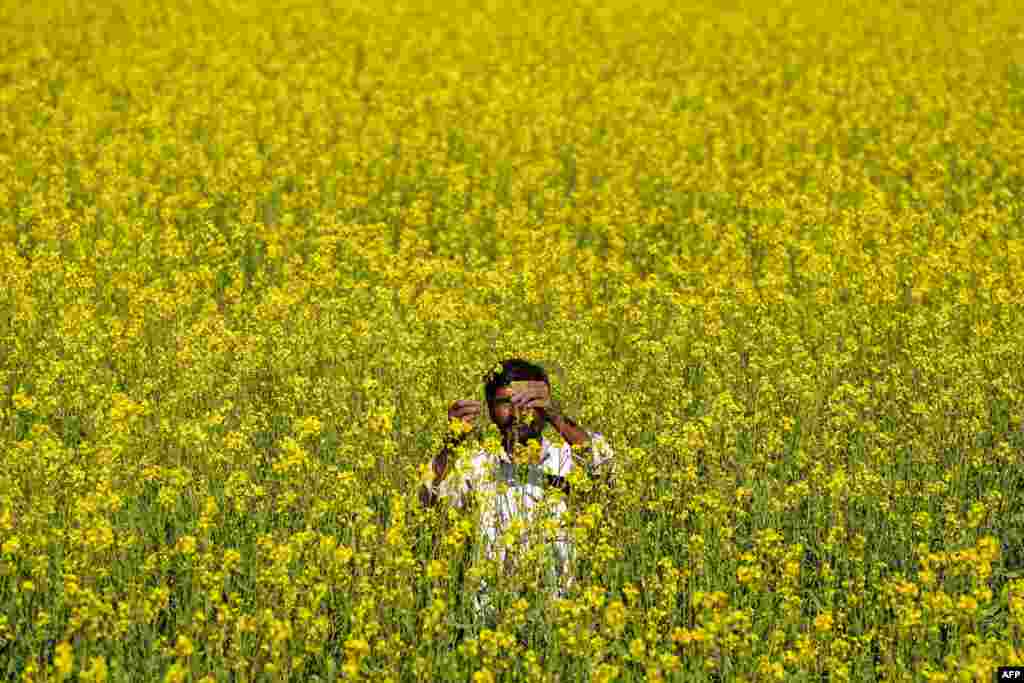 A farmer checks mustard flowers in a field on the outskirts of Ajmer, India, Dec. 15, 2024.