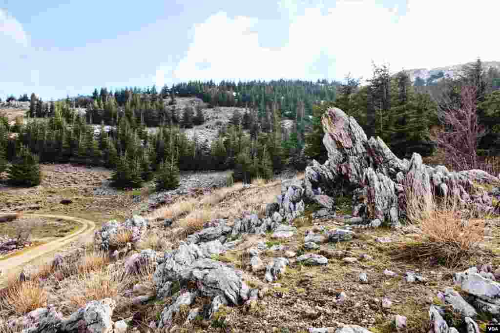 The high altitude landscapes of the Shouf Cedar Nature Reserve provide the southernmost extension of growing areas for the Cedars of Lebanon. (V. Undritz for VOA)