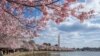 The annual explosion of cherry blossoms along the Tidal Basin frames the Washington Monument in the distance, April 5, 2018, in Washington.