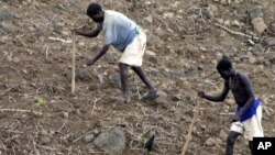 FILE - Ethiopian farmers plant seeds in Konso. A drought has created food and water shortages in the country.