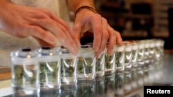 FILE - A variety of medicinal marijuana buds in jars are pictured at Los Angeles Patients & Caregivers Group dispensary in West Hollywood, California.