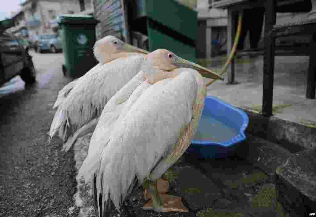 សត្វ​ទុង​ពីរ​ក្បាល​រង់ចាំ​ចំណី​អាហារ​នៅខាងក្រៅ​ហាង​លក់​ត្រី​មួ​ក្នុង​ទីក្រុង​ Okaibe​ ភាគ​ខាងជើង​រដ្ឋ​ធានី Beirut ប្រទេស​លីបង់។