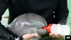 Thailand Baby Dolphin