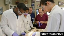 A group of students work on a dead body in the anatomy lab at the medical school at Indiana University Northwest.