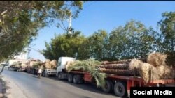 تصویر منتشرشده در شبکه‌های اجتماعی از صادرات نخل ایران به قطر