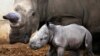 Un rhinocéros blanc nouveau-né près de sa mère le 28 octobre 2021.