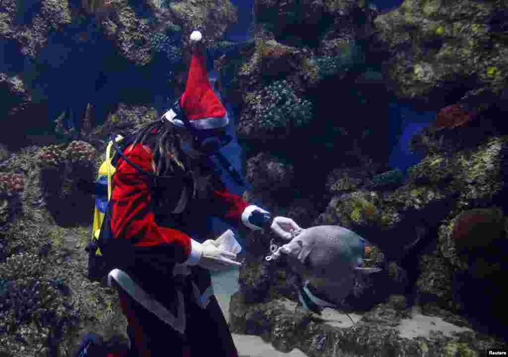 穿着圣诞老人服装的潜水员在马尼拉海洋公园的水族馆内喂鱼。