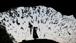 Quiz - New Bat Studies Aim to Prevent Future Pandemics